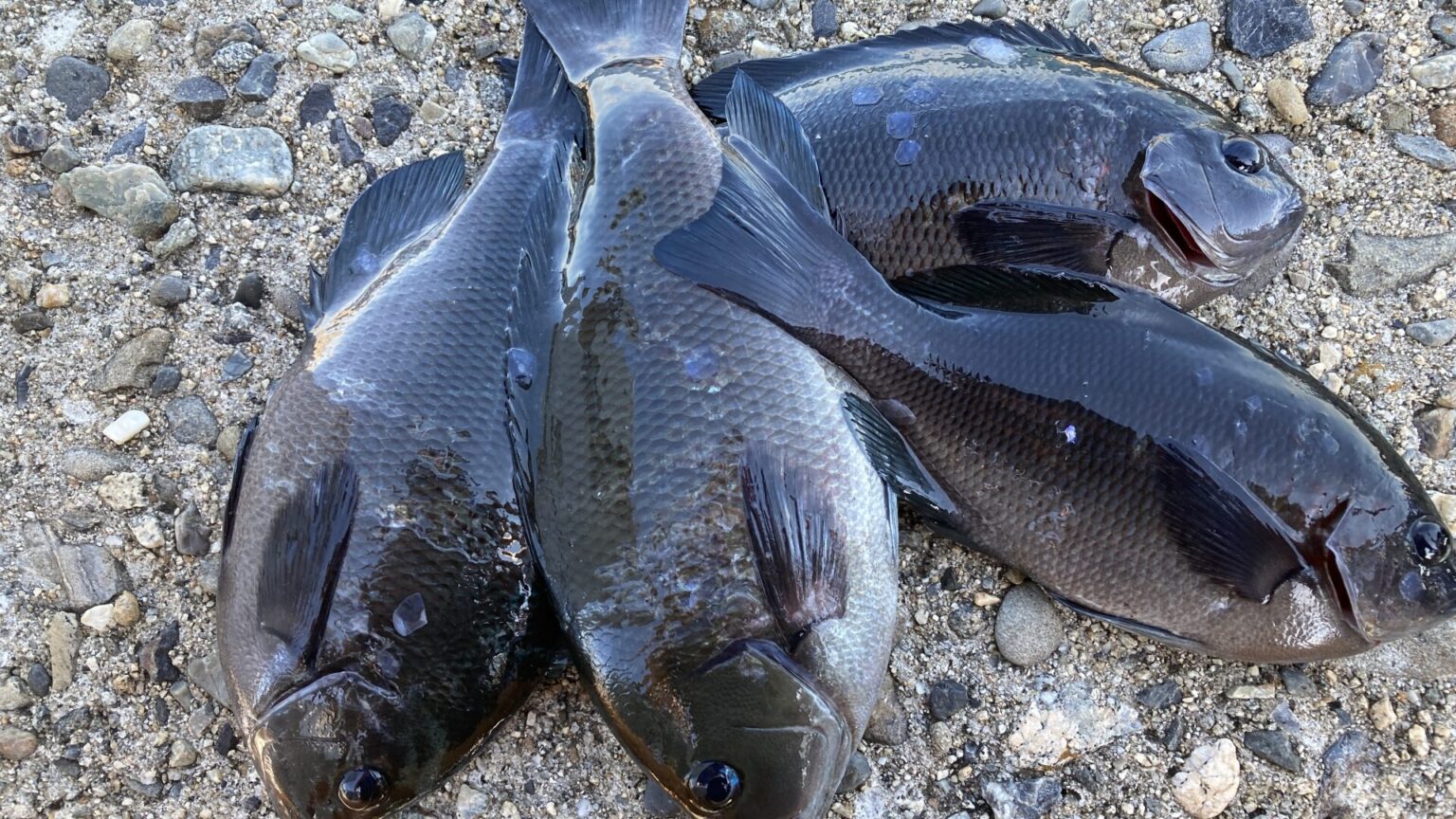 【グレ徹底解説】冬も楽しめるグレ釣り!釣り方や道具・コツを解説 - ツリログ